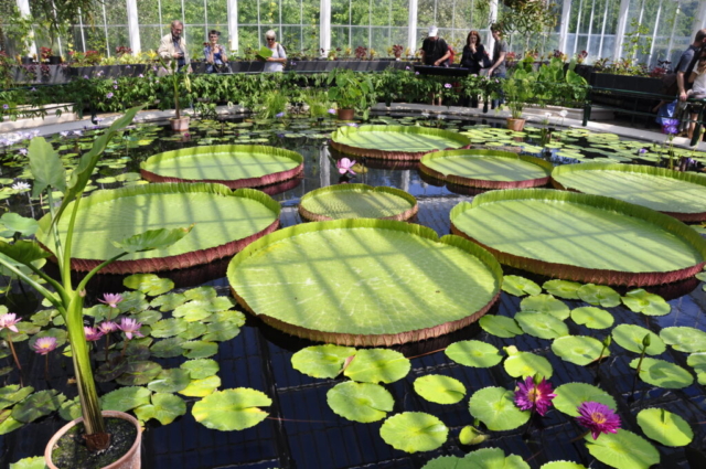 Here we saw the impressing victorian Waterlily House, with huge colourfull plants.